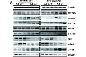 Exogenous BMP4 attenuates the development and progression of NAFLD by suppressing the mTORC1 signaling pathway.