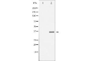 Western blot analysis of EFNB1/2 phosphorylation expression in TNF-a treated 293 whole cell lysates,The lane on the left is treated with the antigen-specific peptide. (Ephrin B2 抗体  (pTyr330))