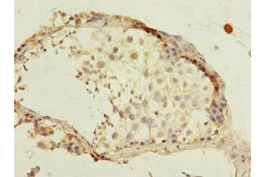 Immunohistochemistry of paraffin-embedded human testis tissue using ABIN7165787 at dilution of 1:100
