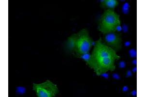 Anti-PSMC3 mouse monoclonal antibody (ABIN2453531) immunofluorescent staining of COS7 cells transiently transfected by pCMV6-ENTRY PSMC3 (RC201790). (PSMC3 抗体)
