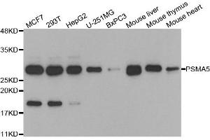 Western blot analysis of extracts of various cell lines, using PSMA5 antibody. (PSMA5 抗体)