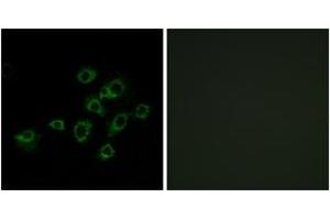 Immunofluorescence analysis of A549 cells, using LILRA1 Antibody. (LILRA1 抗体  (AA 53-102))