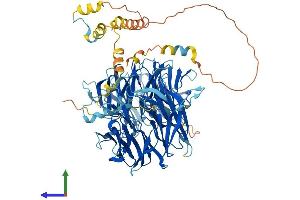 AlphaFold protein structure predicition of Human Recombinant WDR75 Protein, UniprotID Q8IWA0