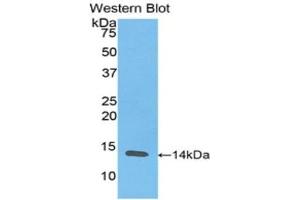 Western Blotting (WB) image for anti-Resistin (RETN) (AA 17-108) antibody (ABIN3201518) (Resistin 抗体  (AA 17-108))