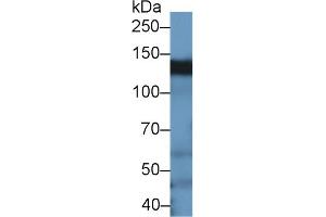Detection of BCAR1 in Rat Testis lysate using Polyclonal Antibody to Breast Cancer Anti-Estrogen Resistance 1 (BCAR1) (BCAR1 抗体  (AA 1-240))
