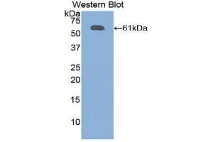 Western Blotting (WB) image for anti-Fibrillin 1 (FBN1) (AA 449-711) antibody (ABIN1858830) (Fibrillin 1 抗体  (AA 449-711))