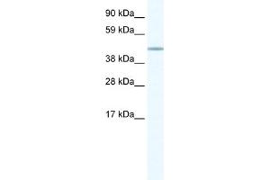 WB Suggested Anti-FOXD1 Antibody Titration:  1. (FOXD1 抗体  (N-Term))