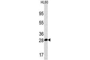 Image no. 2 for anti-Proteasome Subunit alpha 5 (PSMA5) (Middle Region) antibody (ABIN356946) (PSMA5 抗体  (Middle Region))