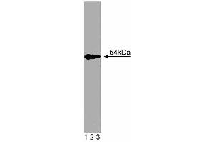 Western blot analysis of SRP54 on Jurkat cell lysate. (SRP54 抗体  (AA 262-476))