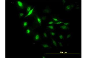 Immunofluorescence of monoclonal antibody to LUC7L on HeLa cell. (LUC7L 抗体  (AA 1-111))