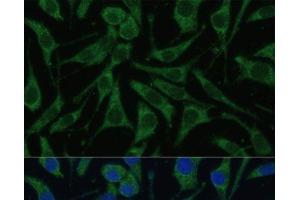 Immunofluorescence analysis of L929 cells using PHB2 Polyclonal Antibody at dilution of 1:100 (40x lens). (Prohibitin 2 抗体)