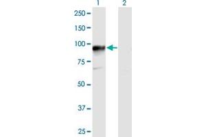 Western Blot analysis of HOOK3 expression in transfected 293T cell line by HOOK3 MaxPab polyclonal antibody. (HOOK3 抗体  (AA 1-718))