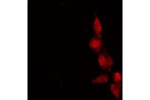 Immunofluorescence (fixed cells) (IF/ICC) image for anti-Olfactory Receptor, Family 9, Subfamily G, Member 1 (OR9G1) (Internal Region) antibody (ABIN6263900)