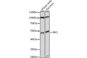 Western blot analysis of extracts of various cell lines, using JNK3 antibody (ABIN7268612) at 1:1000 dilution. (MAPK10 抗体)
