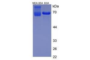 Image no. 3 for Malondialdehyde (MDA) peptide (BSA) (ABIN5665987) (Malondialdehyde (MDA) peptide (BSA))