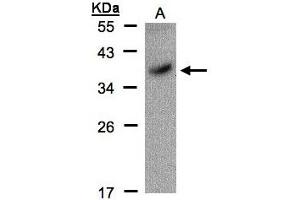 Image no. 1 for anti-POU Class 5 Homeobox 1 (POU5F1) (AA 101-295) antibody (ABIN467420) (OCT4 抗体  (AA 101-295))