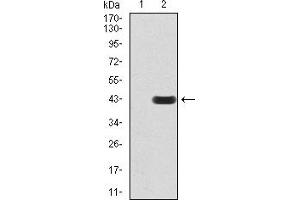 Western Blotting (WB) image for anti-Peroxisome Proliferator-Activated Receptor alpha (PPARA) (AA 1-120) antibody (ABIN5904295) (PPARA 抗体  (AA 1-120))