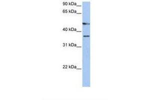 Image no. 1 for anti-Forkhead Box D4-Like 3 (FOXD4L3) (C-Term) antibody (ABIN6738406) (FOXD4L3 抗体  (C-Term))
