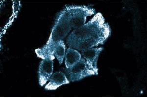 Immunofluorescence staining of HS 766T cells (Human pancreatic carcinoma, ATCC HTB-134). (FKBP1A 抗体  (AA 1-108))