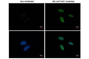 ICC/IF Image Chk1 (phospho Ser345) antibody [C1C2], Internal detects Chk1 (phospho Ser345) protein at nucleus by immunofluorescent analysis. (CHEK1 抗体  (pSer345))