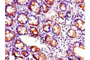 Immunohistochemistry of paraffin-embedded human small intestine tissue using ABIN7149308 at dilution of 1:100 (Aconitase 1 抗体  (AA 508-745))