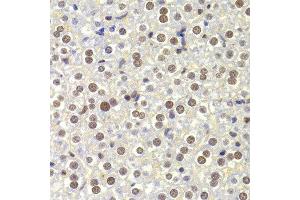 Immunohistochemistry of paraffin-embedded Mouse liver using NASP antibody at dilution of 1:100 (x400 lens). (NASP 抗体)