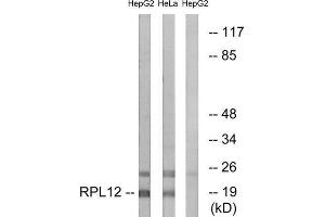 Western Blotting (WB) image for anti-Ribosomal Protein L12 (RPL12) (Internal Region) antibody (ABIN1850610) (RPL12 抗体  (Internal Region))