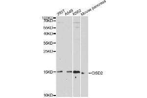 Western blot analysis of extracts of various cell lines, using CISD2 antibody. (CISD2 抗体  (AA 61-135))