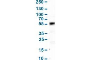 Western Blot analysis of human cell line HepG2. (HNF4A 抗体  (AA 369-473))