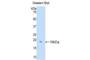 Western Blotting (WB) image for anti-Angiopoietin 2 (ANGPT2) (AA 19-147) antibody (ABIN3209762) (Angiopoietin 2 抗体  (AA 19-147))