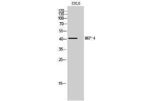 Western Blotting (WB) image for anti-Dual Specificity Phosphatase 9 (DUSP9) (Internal Region) antibody (ABIN3185577)