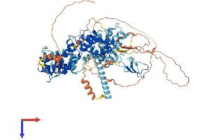 RASGRP1 Protein (AA 1-797) (His tag)