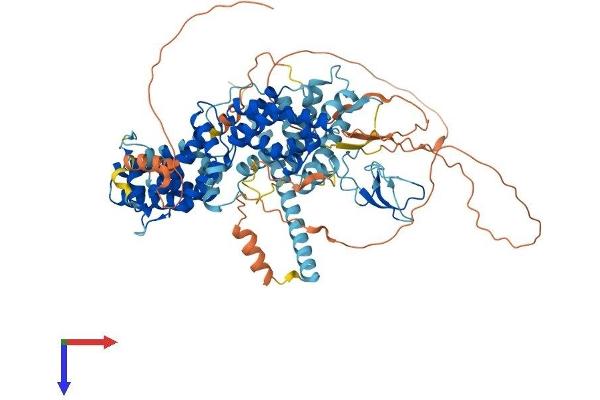 RASGRP1 Protein (AA 1-797) (His tag)