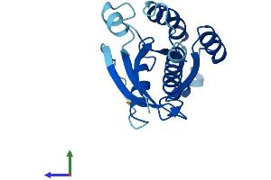 Protein Structure (PS) image for Intraflagellar Transport 27 Homolog (IFT27) (AA 1-186) protein (His tag) (ABIN7560849)