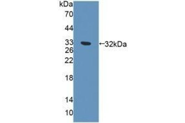Exonuclease 1 Antikörper  (AA 1-250)