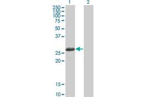 Western Blot analysis of TSSK3 expression in transfected 293T cell line by TSSK3 monoclonal antibody (M02), clone 3G8. (TSSK3 抗体  (AA 1-268))