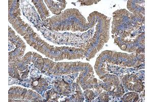 IHC-P Image EEF1B2 antibody [N1C3] detects EEF1B2 protein at cytoplasm on mouse duodenum by immunohistochemical analysis. (EEF1B2 抗体)