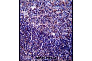 CD5 Antibody (Center) (ABIN657456 and ABIN2846483) immunohistochemistry analysis in formalin fixed and paraffin embedded human tonsil tissue followed by peroxidase conjugation of the secondary antibody and DAB staining. (CD5 抗体  (AA 203-232))