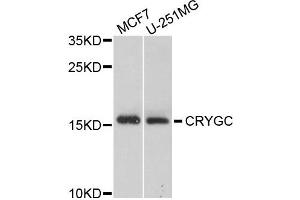 Western blot analysis of extracts of MCF7 and U251MG cells, using CRYGC antibody. (CRYGC 抗体)