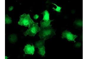 Anti-AKT1 mouse monoclonal antibody (ABIN2455509) immunofluorescent staining of COS7 cells transiently transfected by pCMV6-ENTRY AKT1 (RC220257). (AKT1 抗体)