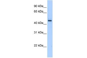 WB Suggested Anti-SERPINE1 Antibody Titration:  0. (PAI1 抗体  (N-Term))