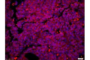 Mouse embryo tissue fixed in 4% PFA and paraffin embedded Citrate buffer (0. (PAX6 抗体  (AA 51-150))