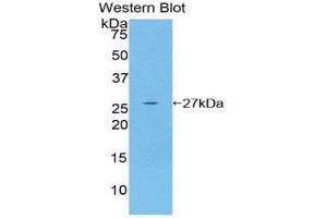 Western Blotting (WB) image for anti-Glutathione S-Transferase mu 4 (GSTM4) (AA 18-215) antibody (ABIN1859095) (GSTM4 抗体  (AA 18-215))