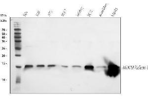 Western blot analysis of Galectin 1 using anti-Galectin 1 antibody (ABIN5518716).