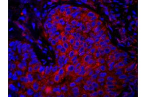 Immunofluorescence (IF) image for anti-Eukaryotic Translation Elongation Factor 1 gamma (EEF1G) (AA 200-250) antibody (ABIN7448955)