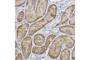 Immunohistochemistry of paraffin-embedded rat kidney using FBP1 Rabbit mAb (ABIN7267269) at dilution of 1:100 (40x lens).