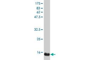 Western Blot detection against Immunogen (19. (IFNA2 抗体  (AA 24-188))