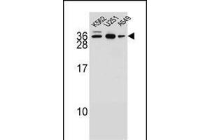 N1 Antibody (N-term) (ABIN654855 and ABIN2844518) western blot analysis in K562,,A549 cell line lysates (35 μg/lane). (AMN1 抗体  (N-Term))