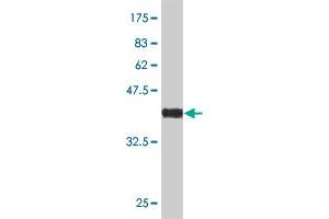 Western Blot detection against Immunogen (36. (IRS4 抗体  (AA 850-950))