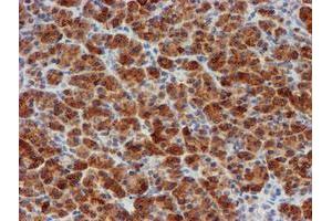 Image no. 3 for anti-Myeloid Leukemia Factor 1 (MLF1) antibody (ABIN1499495) (MLF1 抗体)